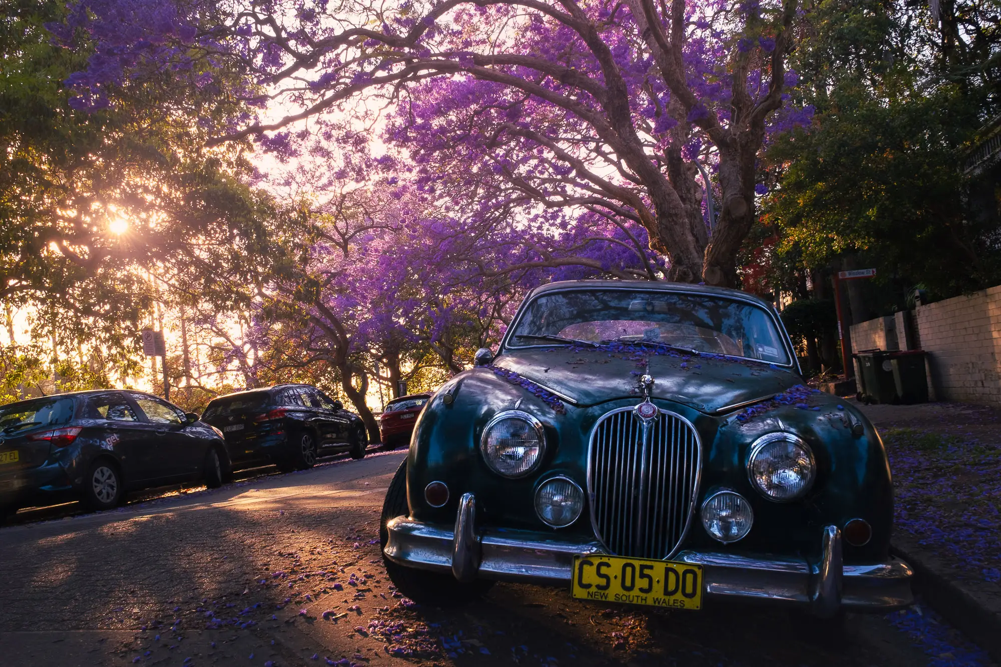 Jacaranda trees in Kirribilli, Sydney