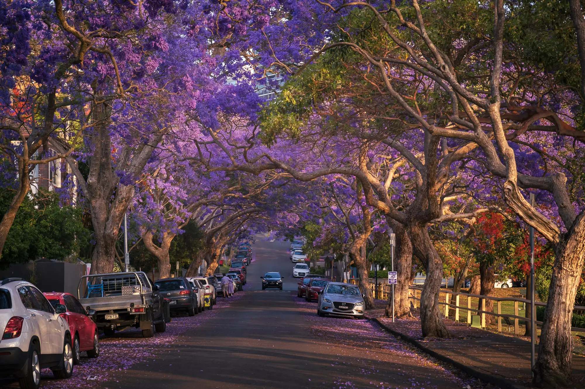 Jacaranda trees in Sydney