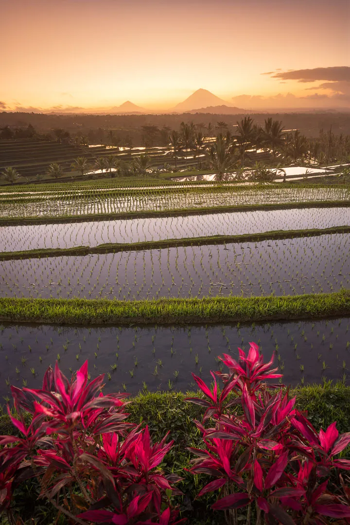 Jatiluwih Rice Terraces in Bali, UNESCO World Heritage Site.