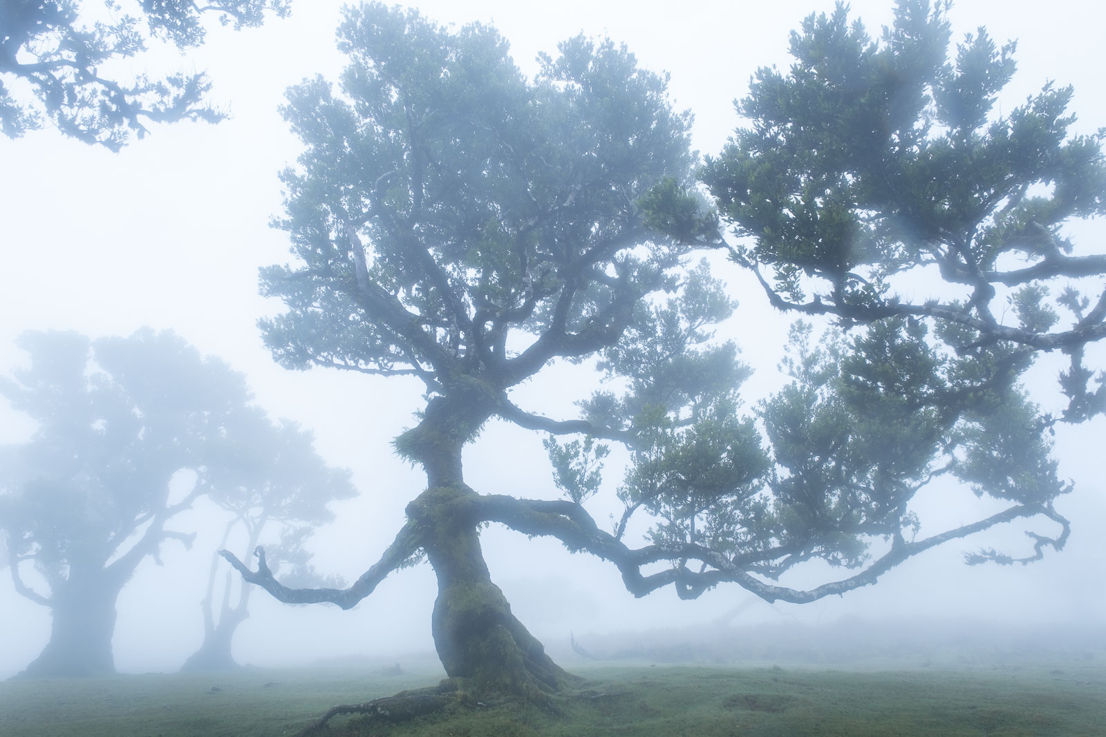 An ancient, high altitude forest in Madeira