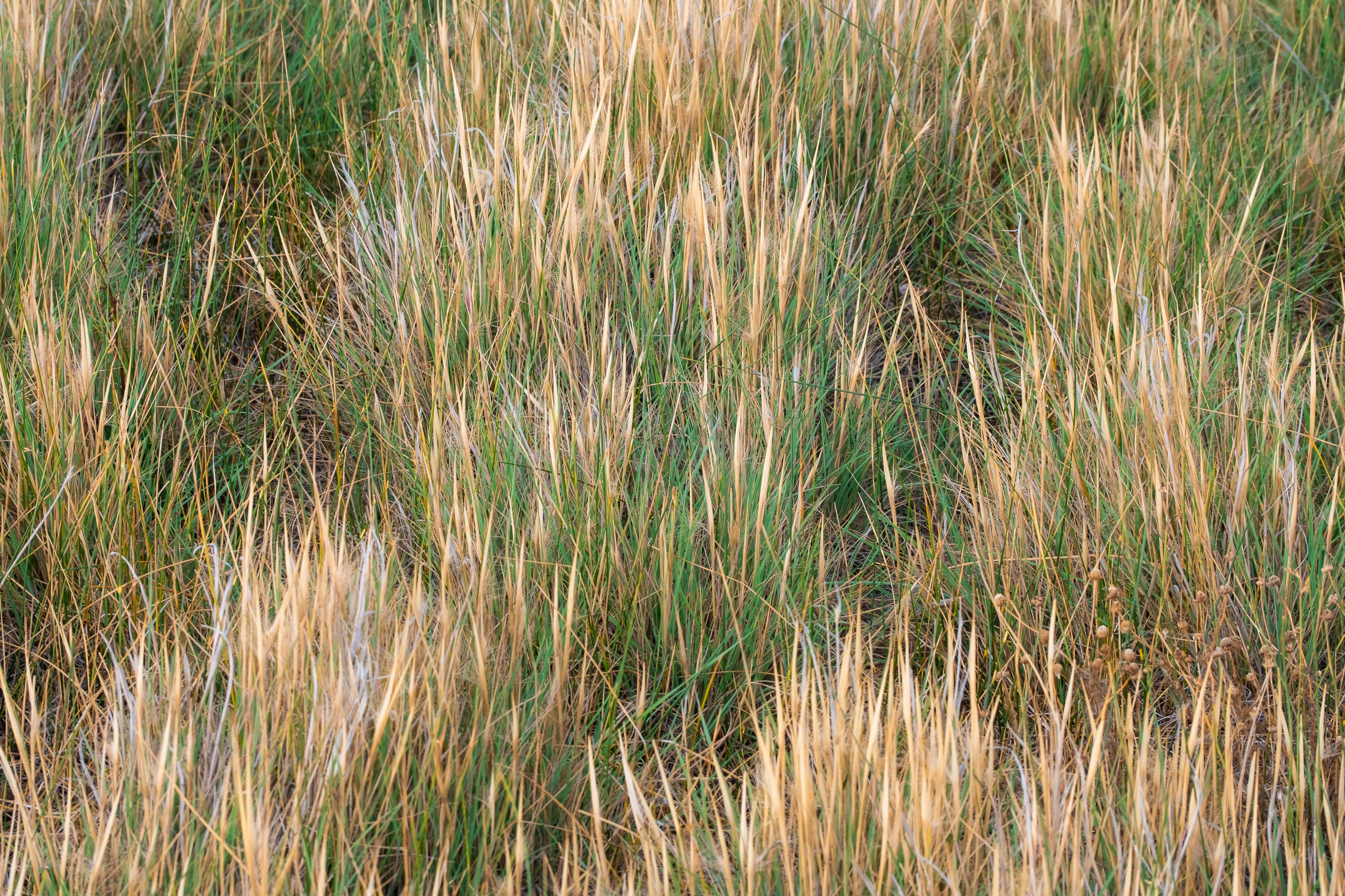 Abstract grass texture from Patagonia, Argentina