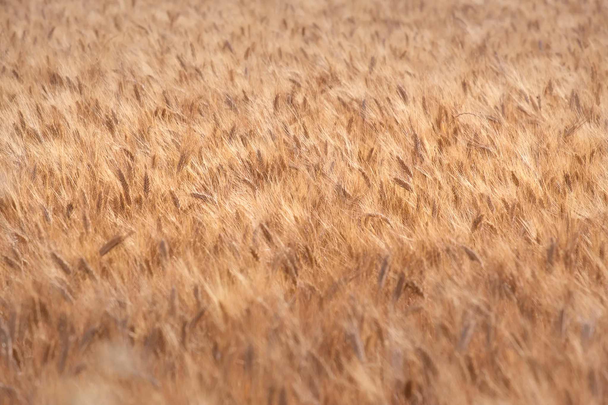 Wheat field in Tuscany
