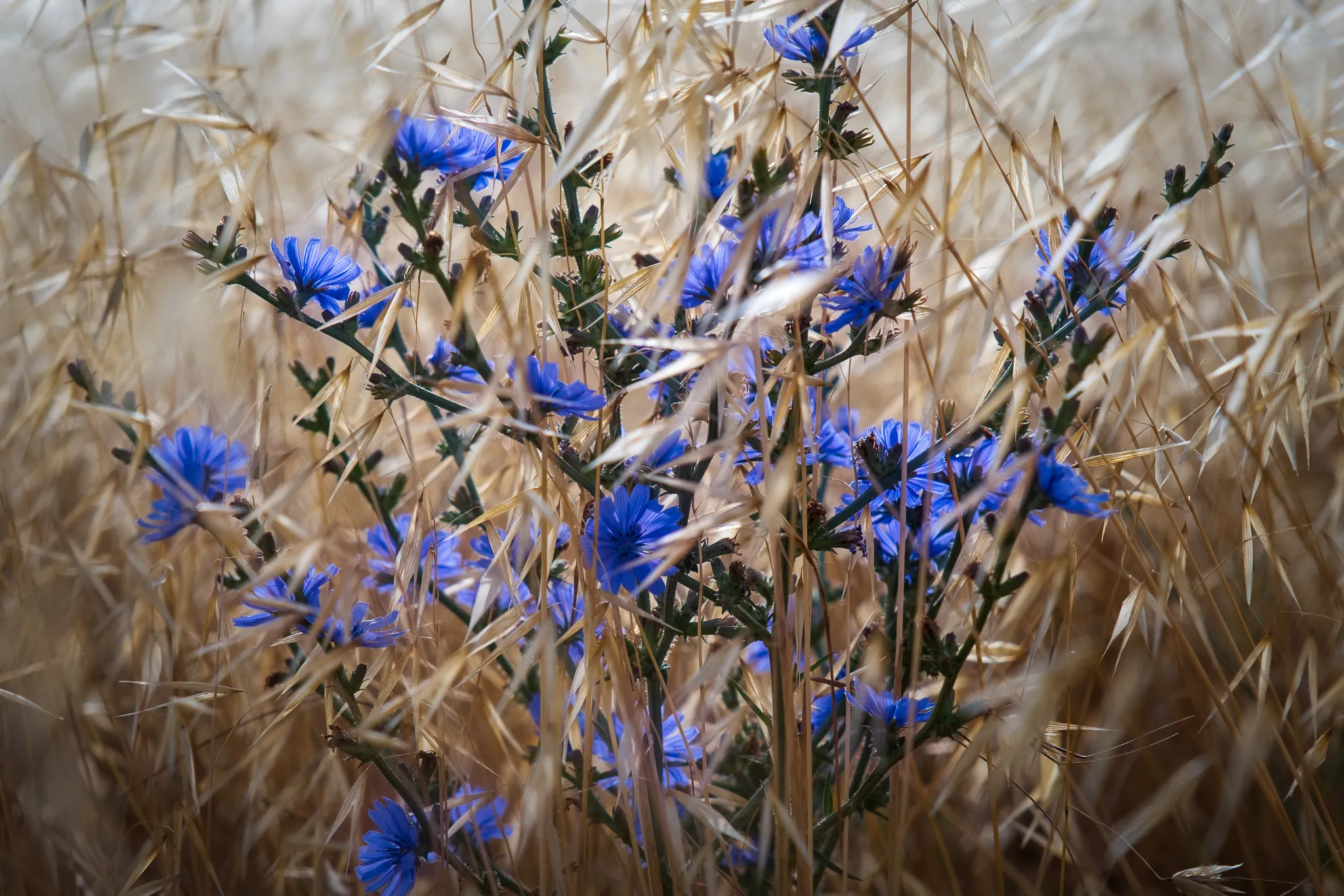 Wild flowers in Tuscany